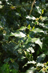 Holly Bush buds (ilex aquifolium)
