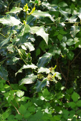 Holly Bush buds (ilex aquifolium)

