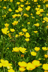 Creeping Buttercup (Ranunculus repen)