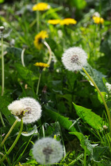 Common dandelion (Taraxacum officinale)