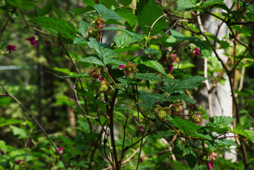 flowering Thimbleberry (rubus parviflorus)