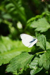 green-veined white butterfly in the sun (Pieris napi)