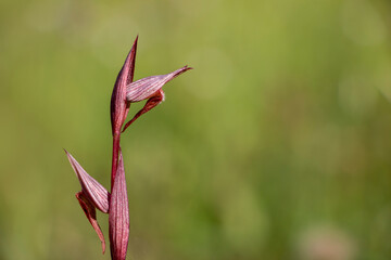 A long-lipped serapias or plow-share serapias isolated on green meadow. Copy space. Orchid flower. Serapias vomeracea.