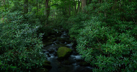 Thick Rhododendron Part For Jakes Creek To Pass Through © kellyvandellen
