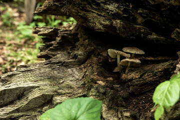Three Mushrooms Grow In A Fallen Tree Trunk