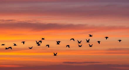 Obraz premium Sunset flight birds silhouette orange sky nature landscape scenic travel photography peaceful tranquil scene