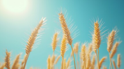 Fototapeta premium Golden wheat field under blue sky for rural summer themes and backgrounds