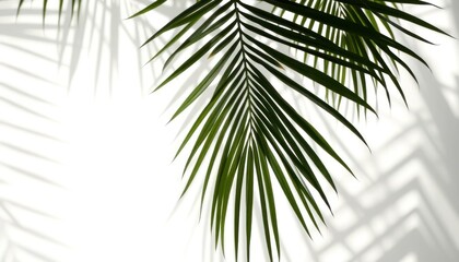 Obraz premium Botanical Beauty: Palm Frond and Zigzag Shadow Play on White Backdrop
