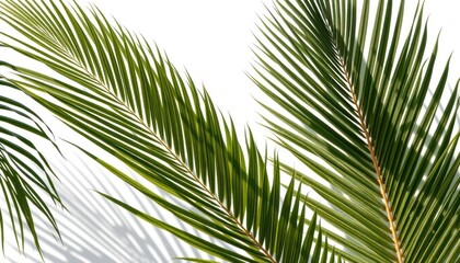Fototapeta premium Palm fronds casting shadows on white backdrop for tropical design inspiration