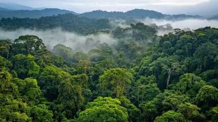 Fototapeta premium Dense green rainforest covered in clouds on a cloudy day
