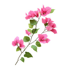 Fototapeta premium Pink Bougainvillea Branch with Green Leaves on Transparent Background