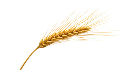 Close up of golden wheat grain stalk agriculture farm harvest crop field food grain agriculture on transparent background