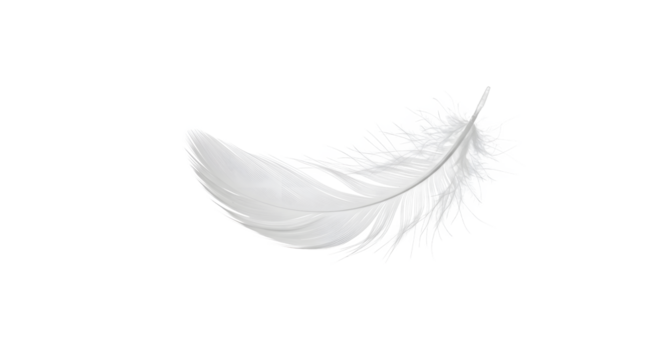 Isolated delicate feather image for graphic design and artistic projects and creative compositions on transparent background