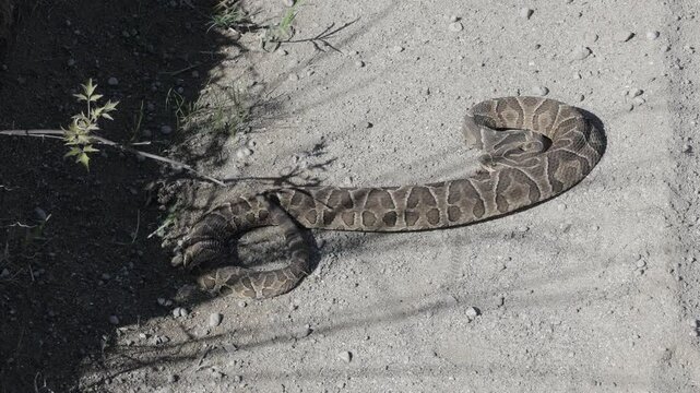 (Bothrops alternatus) Urutu pit crossed viper displaying defensive tail vibration on dirt ground &ndash; high-definition footage of a venomous South American pit viper in natural behavior