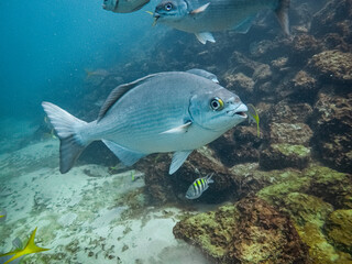 tropical fish in the sea