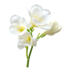 Elegant White Freesia Flowers on Stem on transparent background