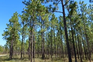 Obraz premium Beautiful landscape on North Florida wild forest