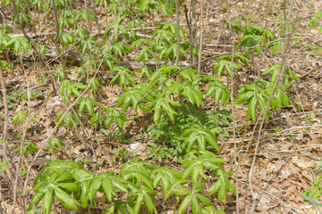Mayapple (Podophyllum peltatum) in the woods