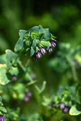 Cerinthe major (Honeywort) flowers. Annual plants of the Boraginaceae family native to Europe. It produces downward-facing tubular purple flowers in April or June.
