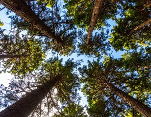 Fototapeta premium tall pine tree