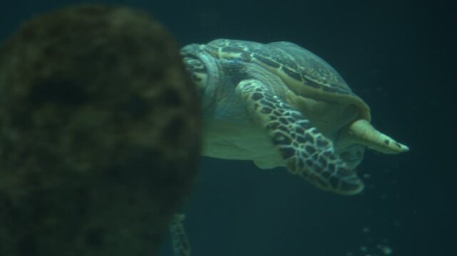 A loggerhead Sea Turtle Swimming at night.