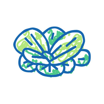 water lettuce icon doodle illustration