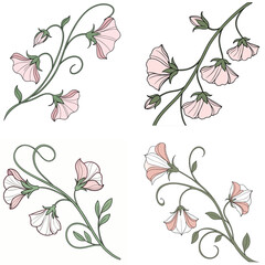 A sweet pea flower icon with delicate, ruffled petals on a climbing 
vine.