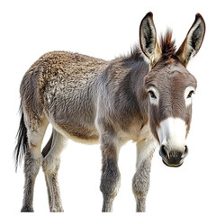 Fototapeta premium A brown donkey standing isolated on a white background. Its large ears and gentle expression make it seem both curious and stubborn. The donkey is looking directly at the camera.