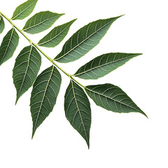 Obraz premium Detailed close-up of a green leaf showcasing its intricate details, highlighting its veins and shape.