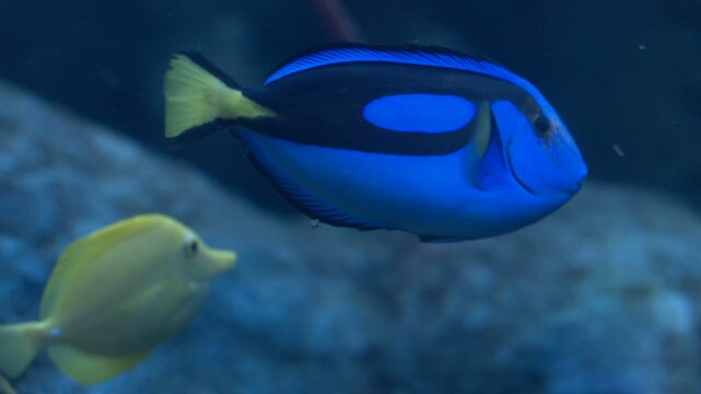 Blue Hippo Tang Fish