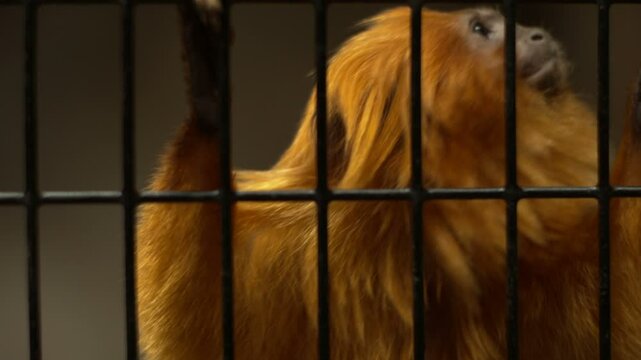 Golden Lion Tamarin in Cage.