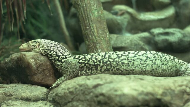 Nile Monitor Lizard sleeping.