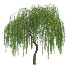 Weeping Willow Tree with Hanging Branches isolated white and transparent background.
