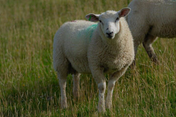 Sheep on a farm. Sheep in a meadow on green grass on a sunny day. A white sheep walks up a hill. Sheep pasture in the countryside. Sheeps eating grass in a green field.