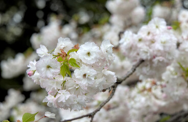 beautiful cherry blossom flowers blooming in brooklyn new york city street (sign symbol of spring springtime warm weather) white and pink flower bloom blossoms tree trees pollen allergy beauty nature