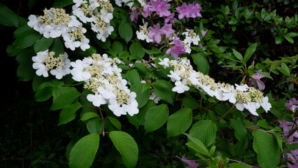 white flowers in the garden