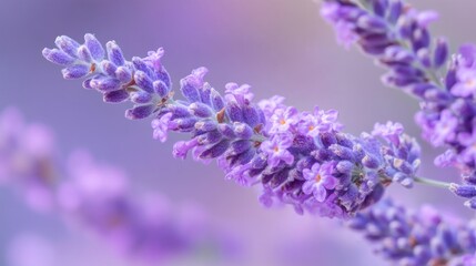 Obraz premium Serene Lavender Bloom: A Close-Up of Purple Flowers