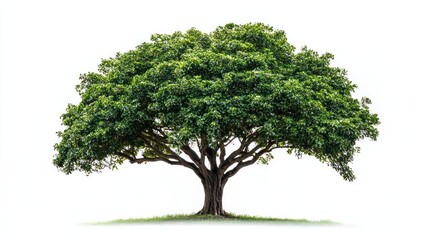 Fototapeta premium Wide-trunked tree with thick sprawling branches on white background.