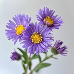 Fototapeta premium Lavender English Aster with Yellow Center on White Background
