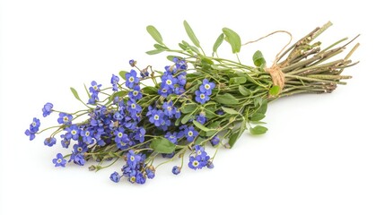Small bundle of blue forget-me-not flowers on white background.