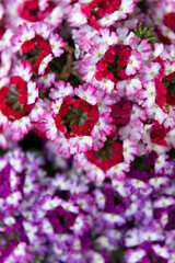 Garden flowers( in a relative's garden)