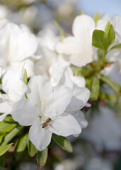 Garden flowers( in a relative's garden)
