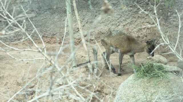 Zimbabwe Klipspringer Eating Hey