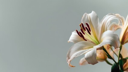 Elegant White Lilies Bloom Gracefully Against a Subtle Background, Showcasing Delicate Petals and Rich Stamens. Botanical Beauty.