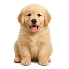 Joyful Golden Puppy
