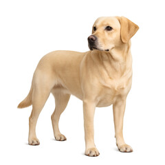 Obraz premium Alert Labrador Retriever