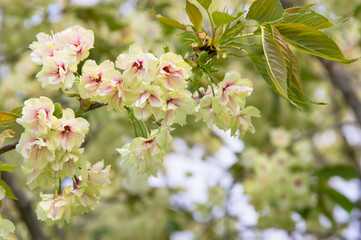 緑の桜「御衣黄」