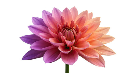 Obraz premium Warm Pink-Orange Dahlia Close-Up