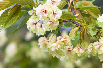 緑の桜「御衣黄」のアップ