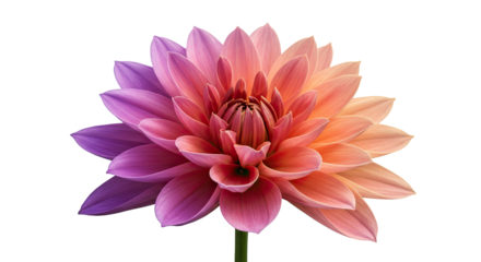Two-Tone Dahlia with Lavender Highlights